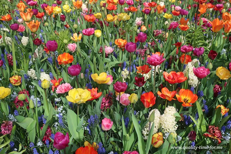 Tulpen wohin das Auge sieht – der Keukenhof in Holland