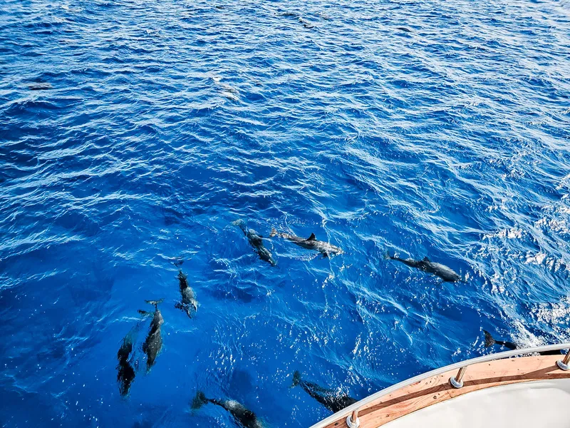 Ägypten – einmal mit Delfinen schwimmen in Marsa Alam!