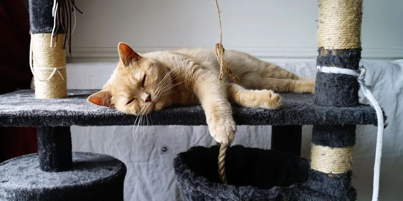 Deine neue Katze