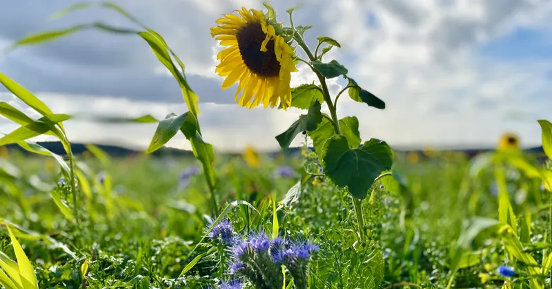 AIP im Sommer: Saisonal essen und in Bewegung kommen