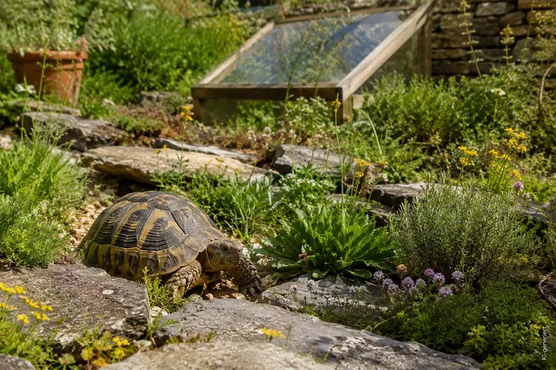 Griechische Landschildkröte: Haltung, Futter und Alter