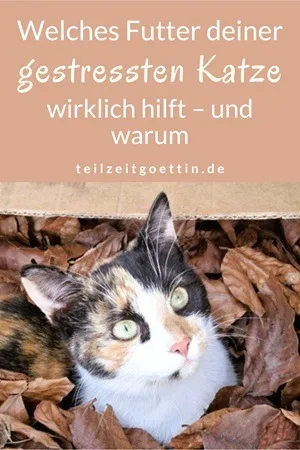 Welches Futter deiner gestressten Katze wirklich hilft – und warum (Gastbeitrag)