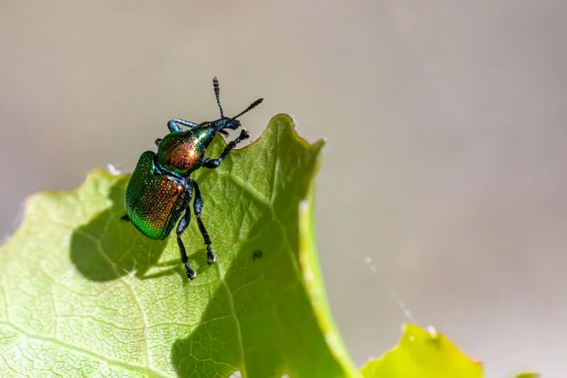 Biologische Schädlingsbekämpfung: Wie Nützlinge dein Zuhause ganz ohne Gift schützen