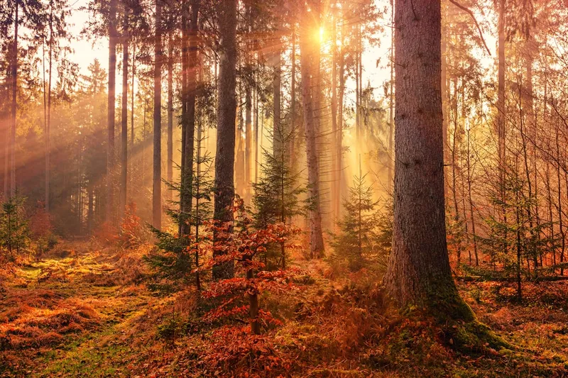 Waar zitten teken het meest in de natuur? Dit zijn de risicogebieden