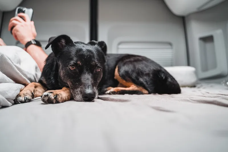 Nachhaltiger campen mit Tierschutzhund