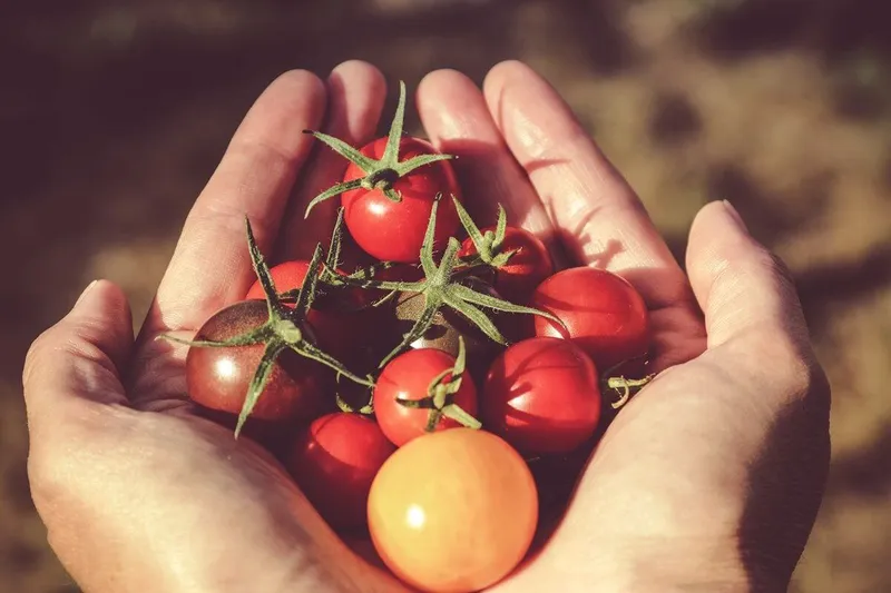 Tomaten: Inhaltsstoffe, Lykopin und warum der Kühlschrank tabu ist