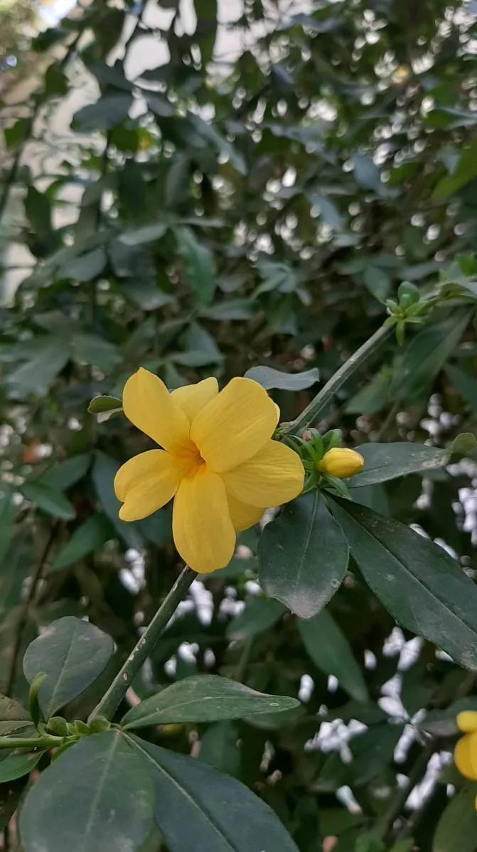 Die Blume der Freude