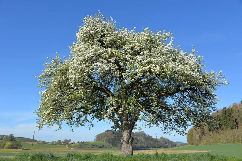 Baumhoroskop: Apfelbaum