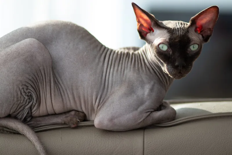 Nacktkatzen: Faszinierende Wesen ohne Fell