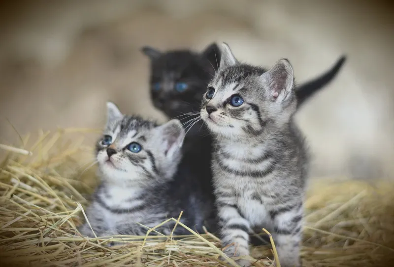Elternschaft für ein Katzenbaby: Der ultimative Leitfaden für ein katz-tastisches Zusammenleben mit deinem Katzenbaby!