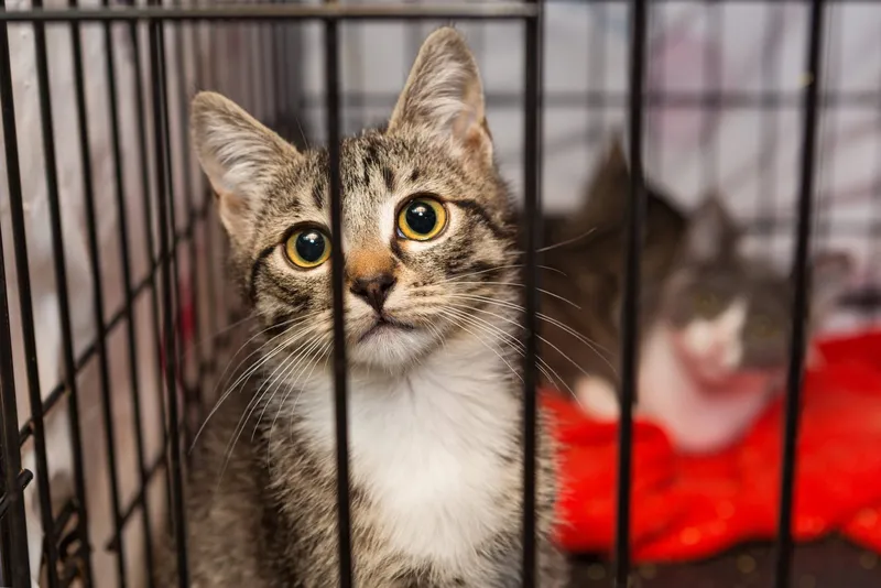 Eine Katze adoptieren – Tipps und Ratschläge zur erfolgreichen Adoption einer Katze aus einem Tierheim oder Tierschutz