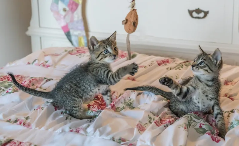 Lustige Katzenvideos im Internet: Die beliebtesten Trends und warum sie so gut ankommen