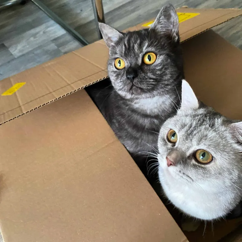 Die besten Katzenspielzeuge, die Deine Stubentiger begeistern werden