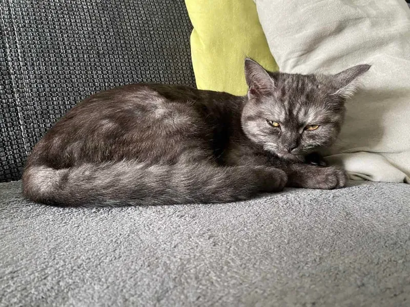 Die richtige Haltung von Katzen, Tipps für zukünftige Katzenbesitzer, damit sich die Samtpfote wohlfühlen kann.