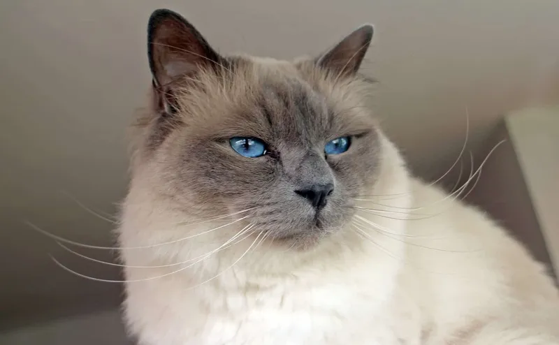 Die Birmakatze eine außergewöhnliche Katzenrasse