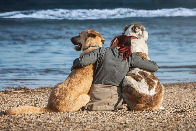 Ostsee Urlaub mit Hund: 7 Tipps und Infos für eine unvergessliche Reise