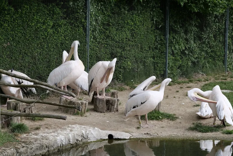 Das fantastische Vogelpark Marlow: Ein atemberaubendes Abenteuer für die ganze Familie, bei dem die Vögel das Sagen haben!