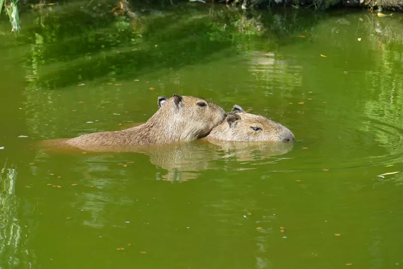 Entdecke die faszinierende Tierwelt im Tierpark Greifswald – Ein unvergessliches Erlebnis für Jung und Alt!