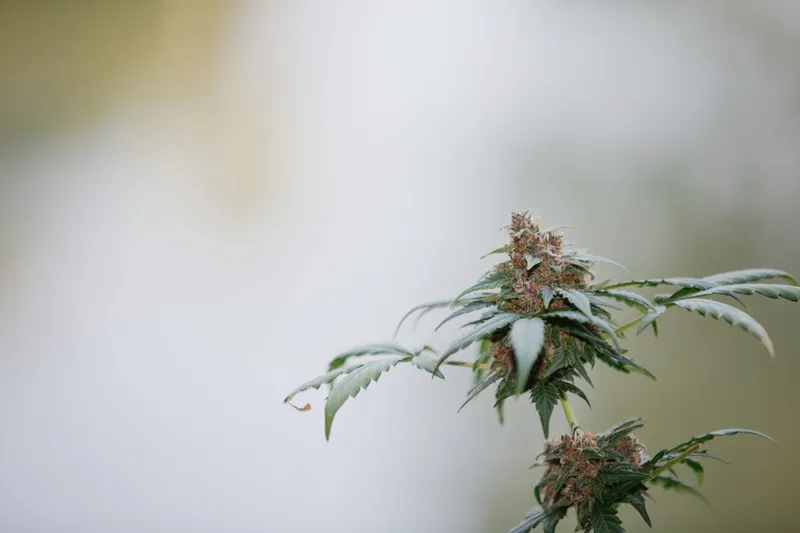 Wie Sie CBD-Blüten auswählen, ohne nur auf den Prozentwert zu schauen