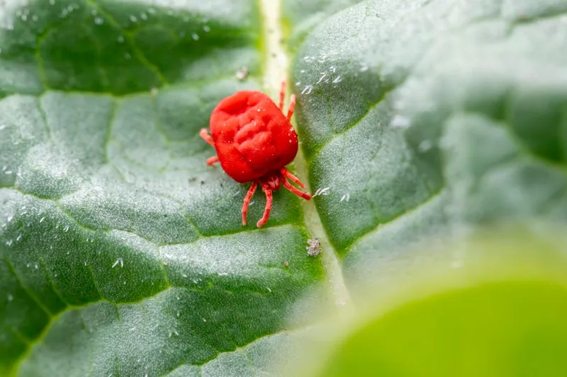 Insider-Wissen vom Profi: biologische Schädlingsbekämpfung für Haus und Garten