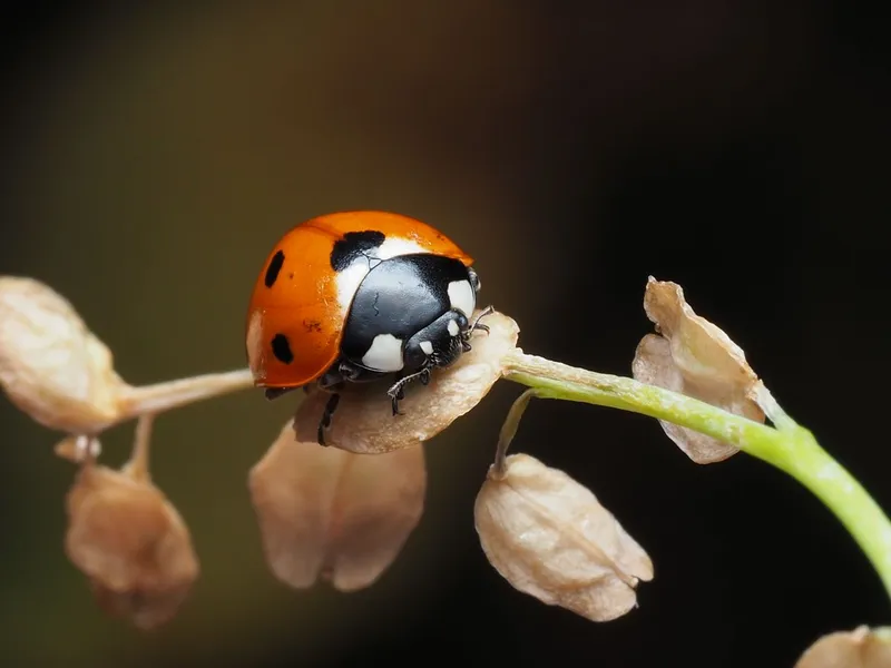 Biologische Schädlingsbekämpfung: Wie Nützlinge dein Zuhause ganz ohne Gift schützen