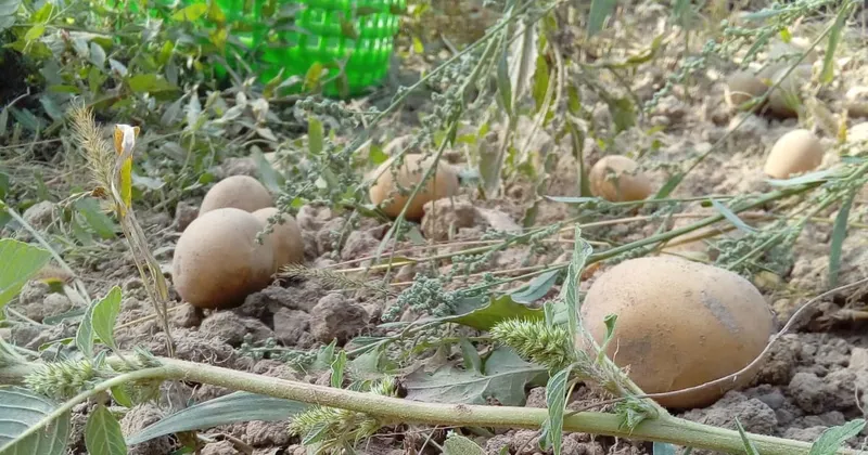 Kartoffelernte