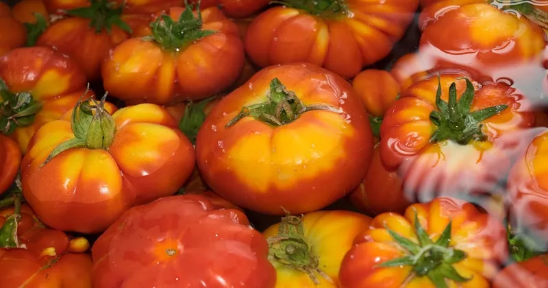 Tomatensoße selbst einkochen