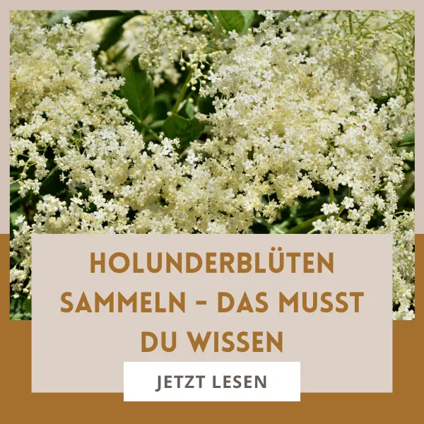 Holunderblüten sammeln – erkennen, ernten und verwenden