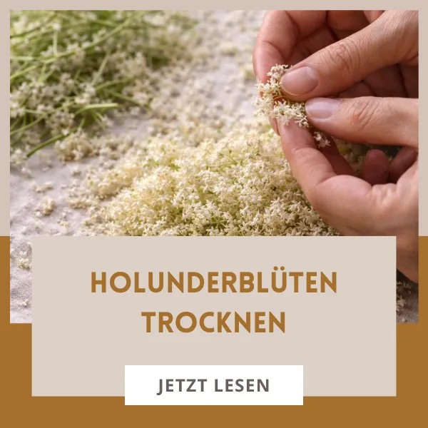 Holunderblüten trocknen – so einfach kannst du sie haltbar machen