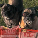 Unsere Butternut Box Erfahrung – ehrlicher Testbericht mit zwei Hunden