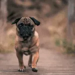 Hund weggelaufen im Urlaub – Was tun?