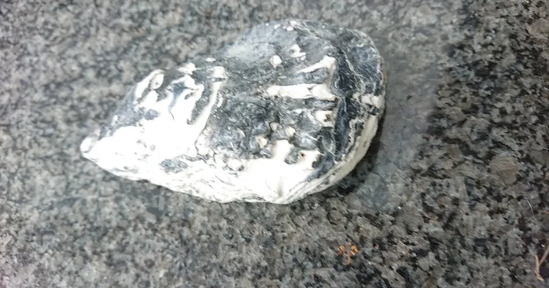 Die Kalksteinmuschel
