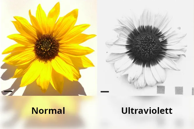 Flavonoide schützen Sonnenblumen vor UV-Strahlung und Austrocknung