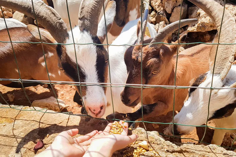 Bauernhofurlaub auf Mallorca: Die schönsten Agroturismos