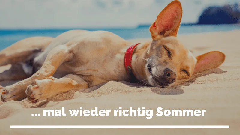 Sommer – so kannst du den Napf gestalten