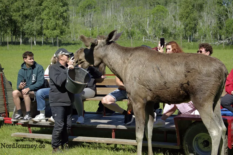Gårdsjö Älgpark – Aug in Aug mit dem Elch
