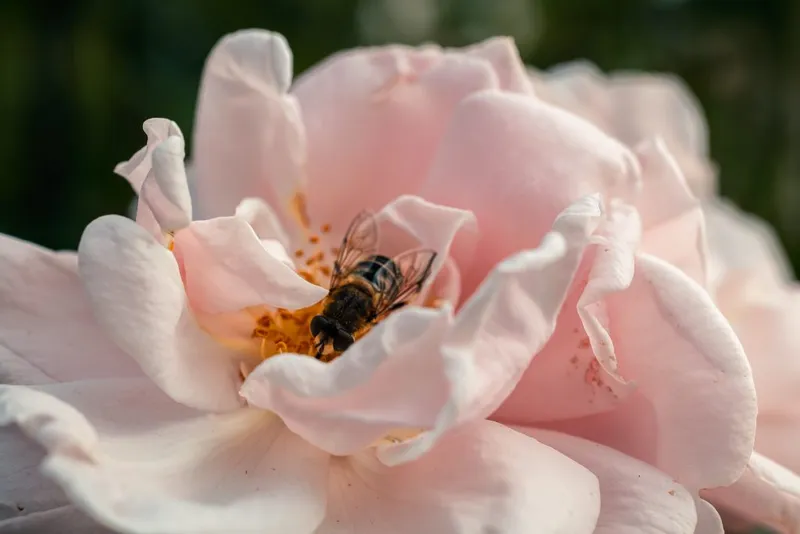Wühltische in Gartenmärkten – Die Kletterrose New Dawn