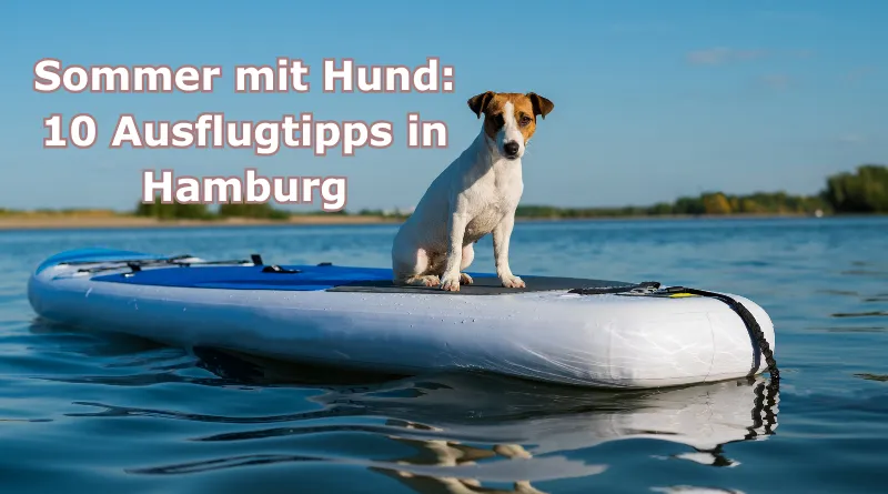 Sommer mit Hund in Hamburg