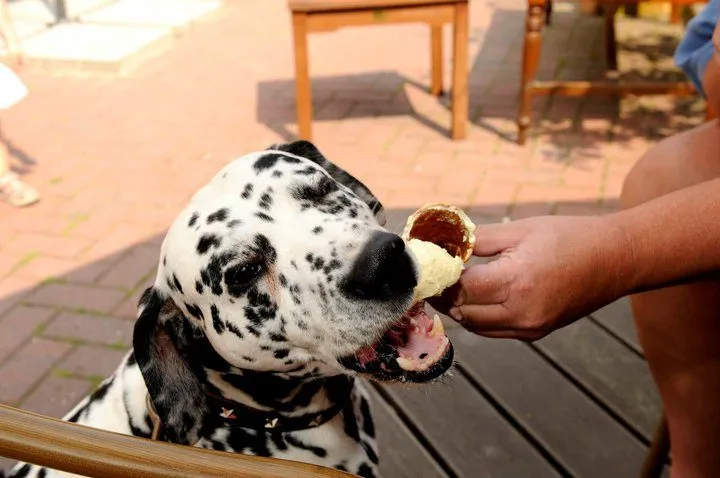 Wo in Hamburg können Hunde Eis essen?