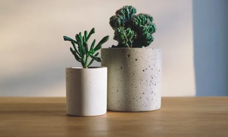Groen thuis: zo bouw je een mooie plantencollectie op