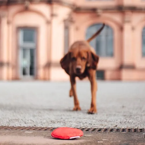 Giftstoffe in Hundespielzeug