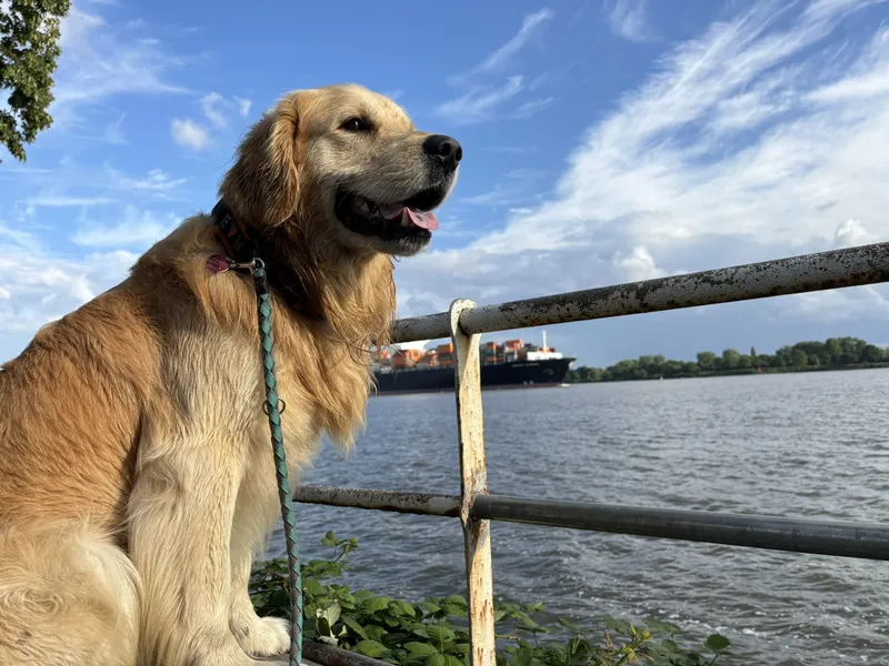 Sommerprodukte für Deinen Hund!