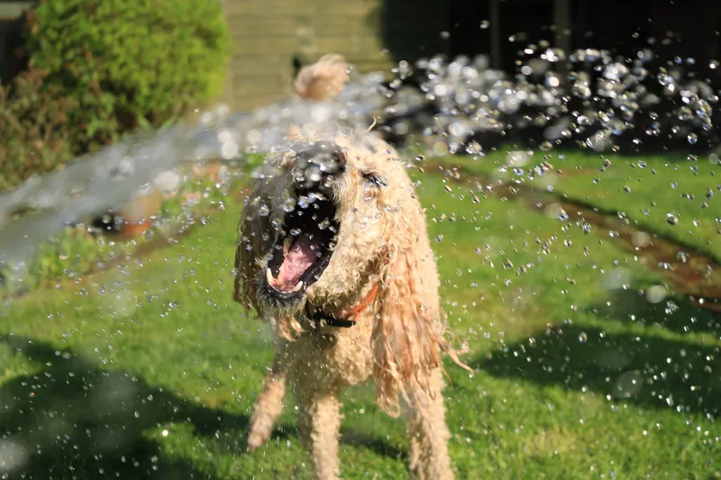 Hunde – Tipps bei Hitze