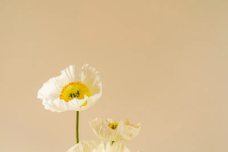 Bestuiving: zo zorgen bloemen en bijen samen voor nieuw leven