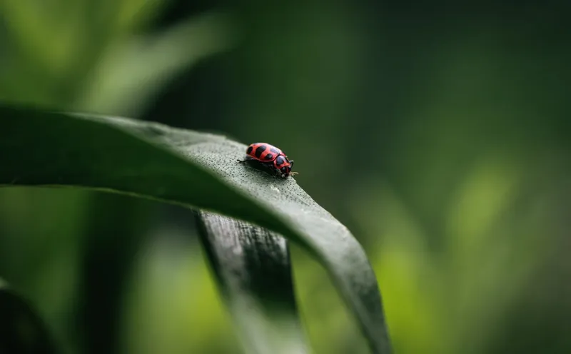 Insider-Wissen vom Profi: biologische Schädlingsbekämpfung für Haus und Garten