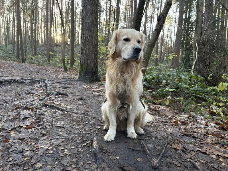 Mit Hund im Wald in Hamburg