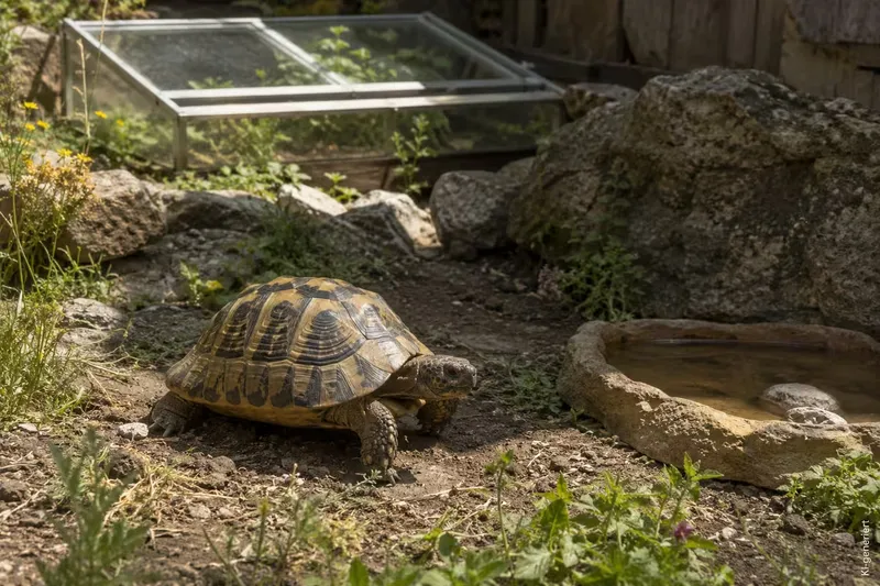 Wie gestalte ich ein Gehege für Maurische Landschildkröten?