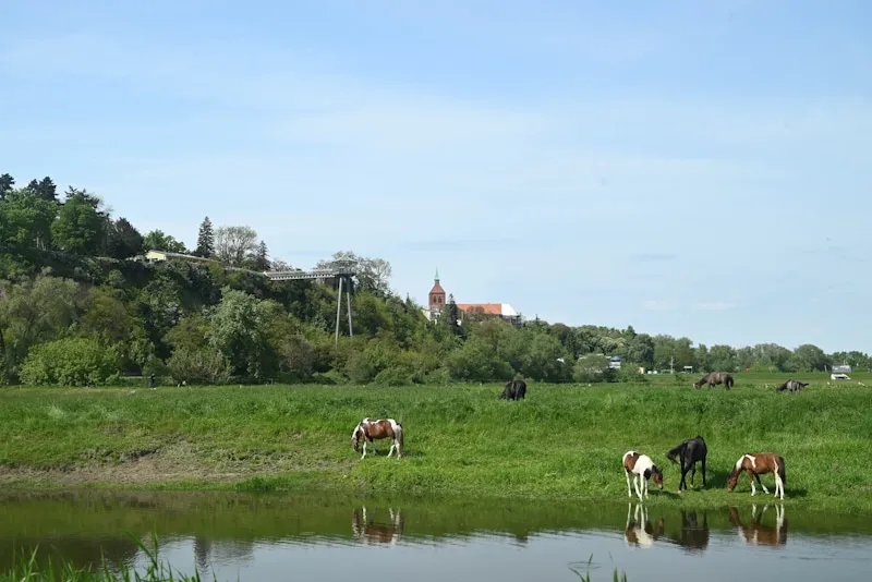 Wanderung am Elbhang von Arneburg