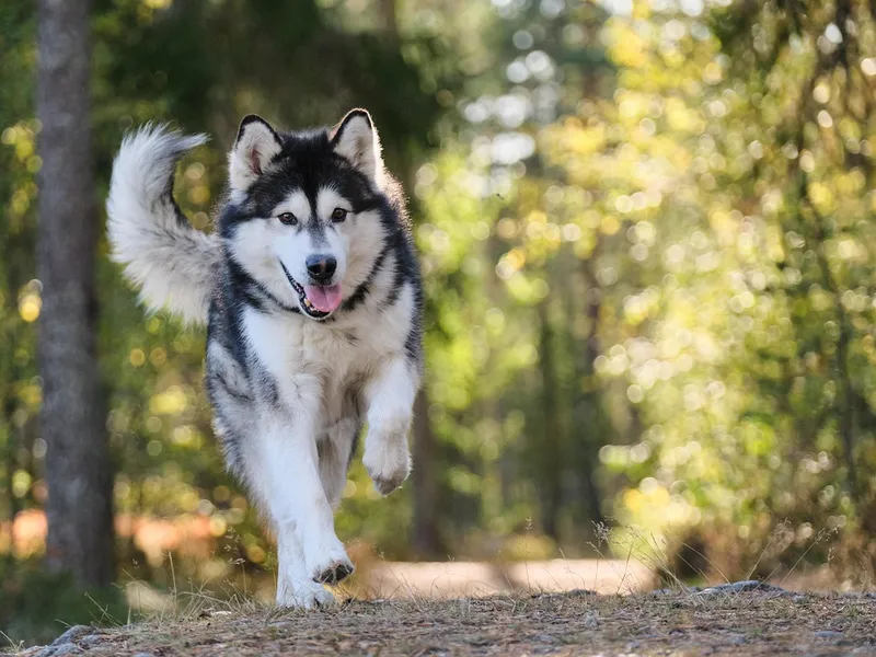Tierarztbesuch ohne Panik – Training für entspannte Untersuchungen