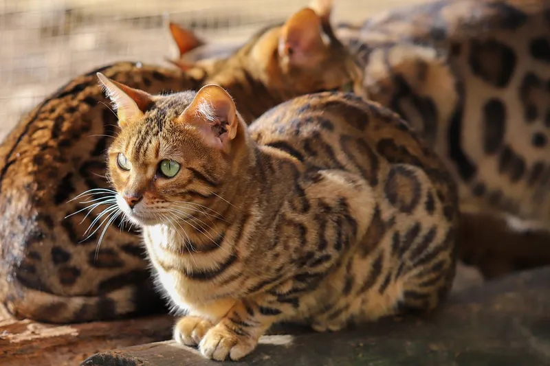 Neue Katze eingewöhnen – die ersten Tage richtig gestalten